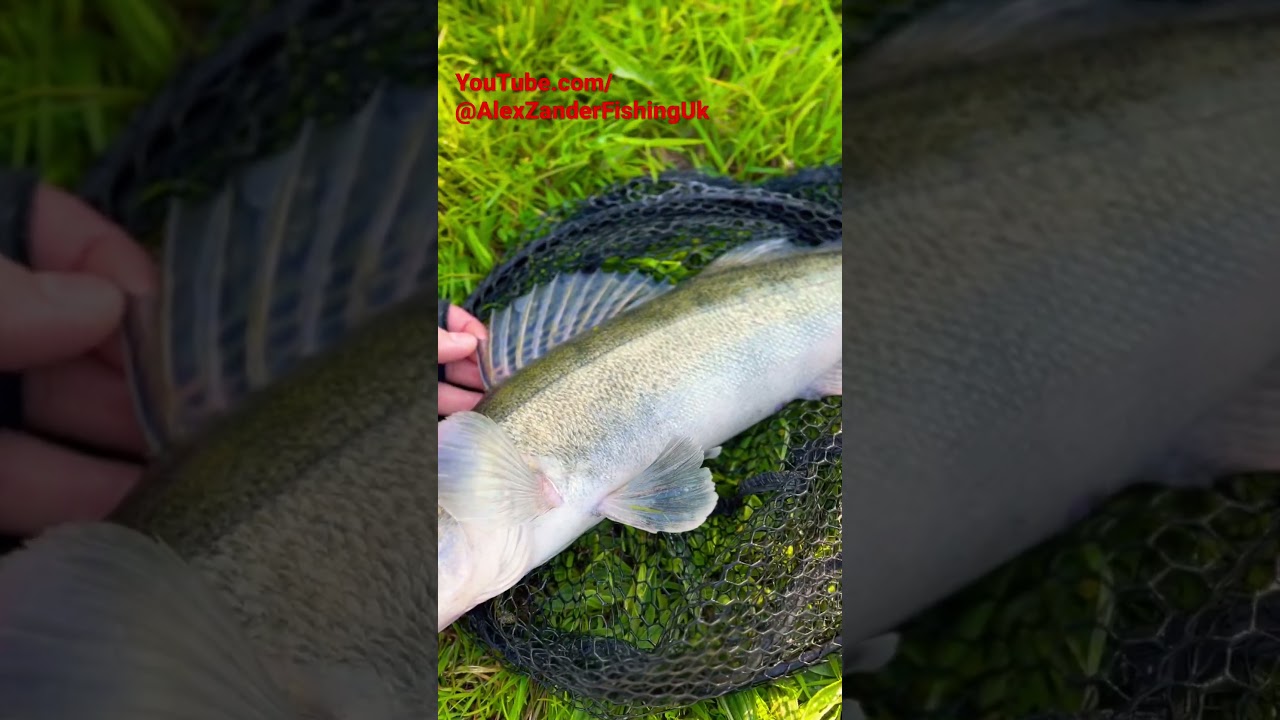Zander Fishing Grand Union Canal #fishing #zander #zanderfishing #luckyjohn #lures #canal