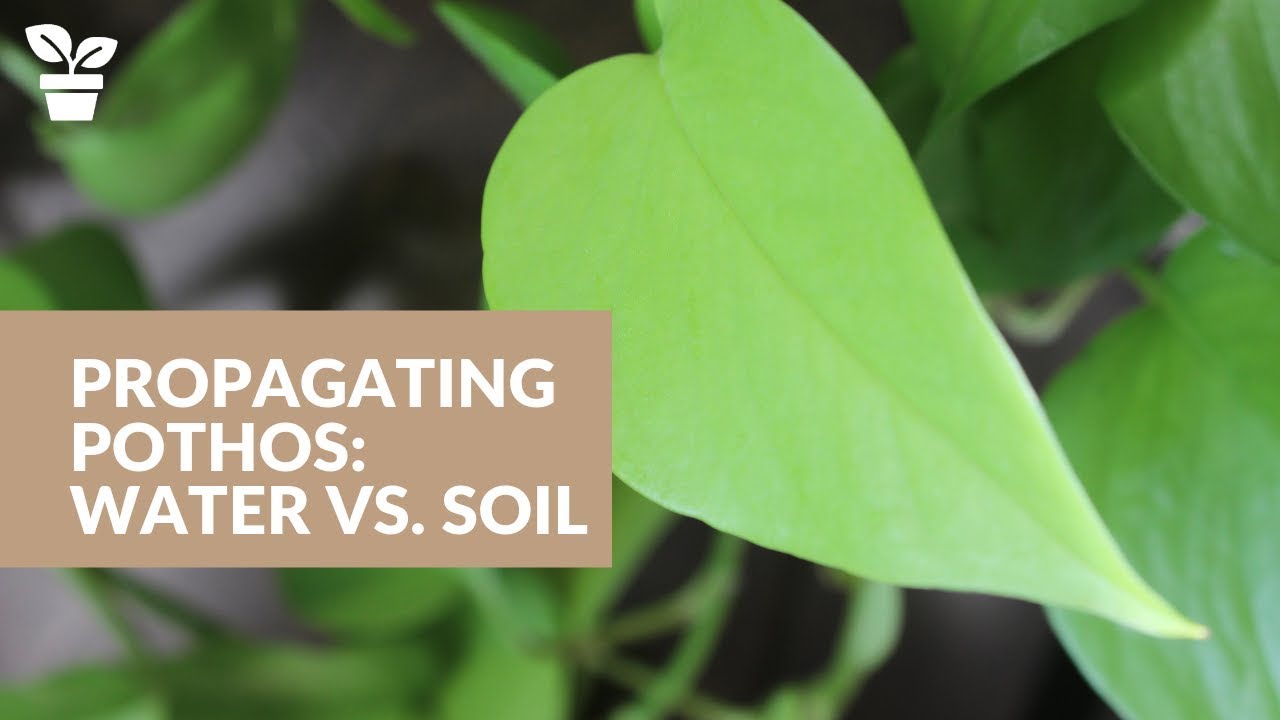 Pothos Propagation: Water vs. Soil | Epipremnum Aurem Propagation