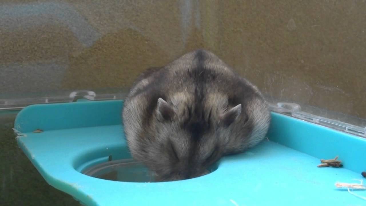 Hamster Fail 穴に落ちるハムスターまる。