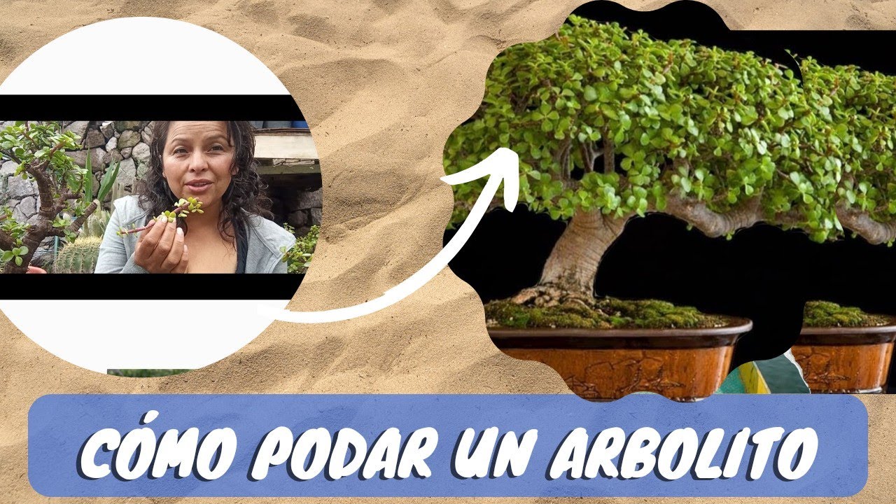 Como hacer un BONSAI   de árbol de la abundancia ? Método fácil paso a paso