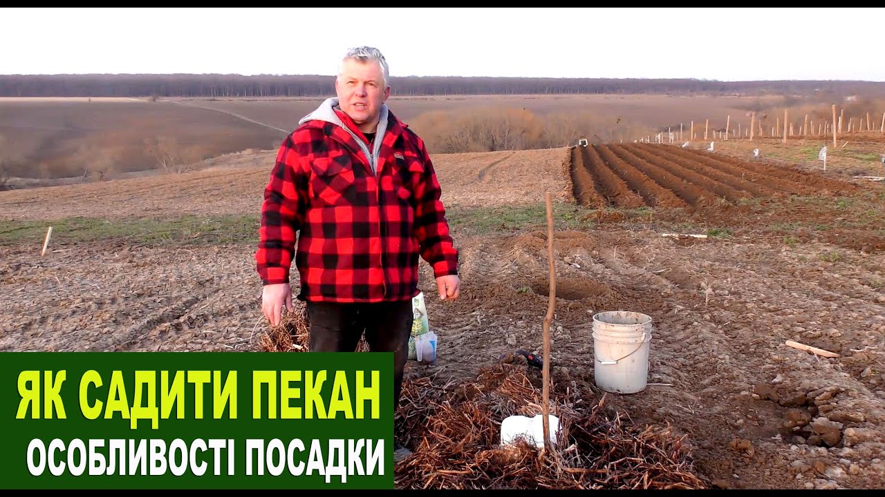 №195 Посадка саджанця пекана: що робити, щоб добре прижився
