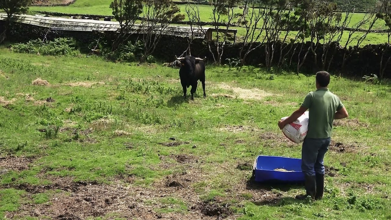 JG Wild Bulls - Ganadaria Jo&atilde;o Gaspar - Ilha Terceira - A&ccedil;ores - Portugal