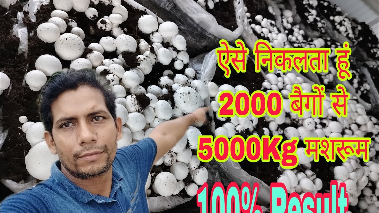 🌱🍄 Mushroom Farming Journey | Room Sanitization 🔥 | Compost Bag Filling 🛍️ | Top Spawning + Thumping