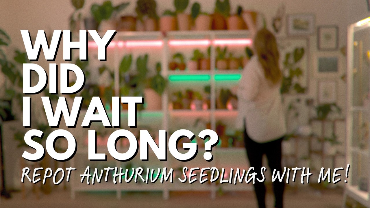 Anthurium Repotting Day | Healthy Roots, Clear Pots & My Current Soil Mix 💚