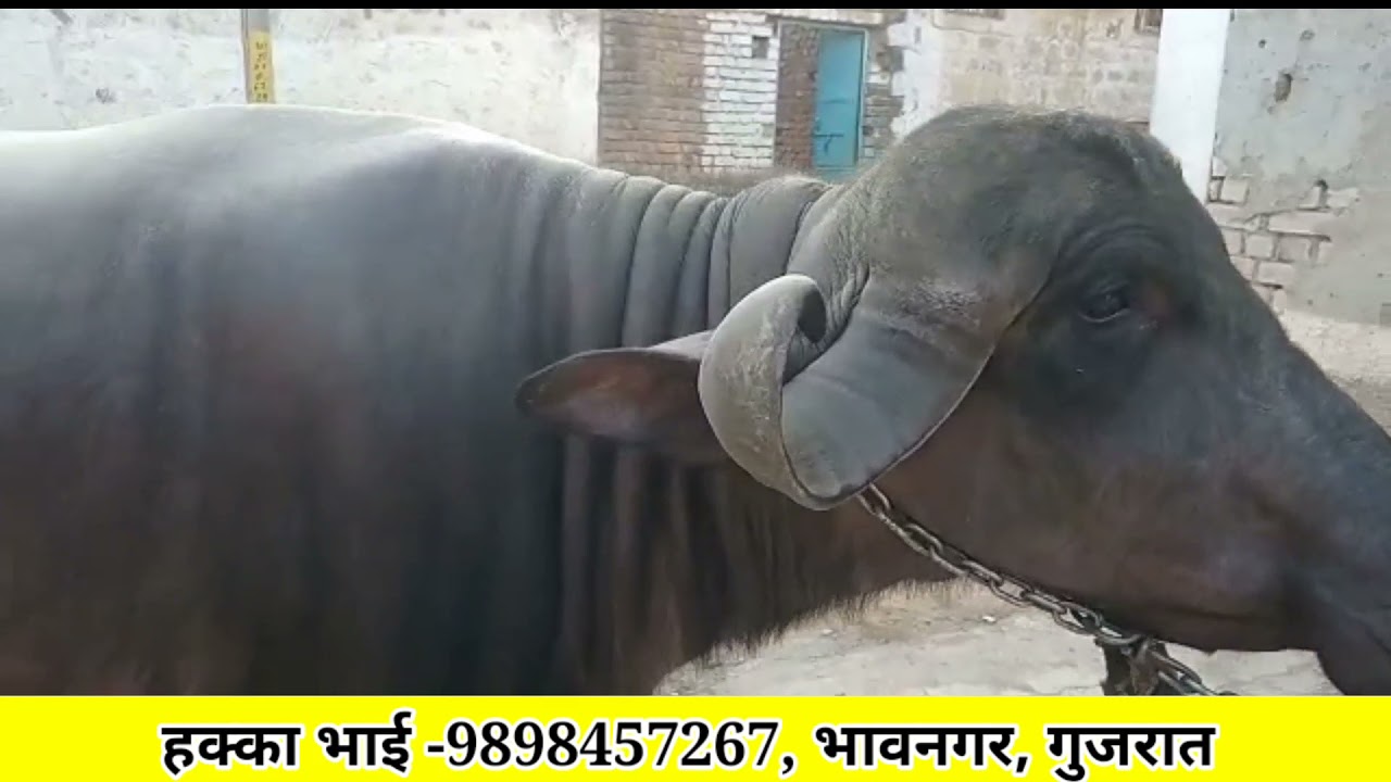 Heavy Milker Bhavnagari Jafrabadi Buffalo 👍Milk-22 to 24 Ltr