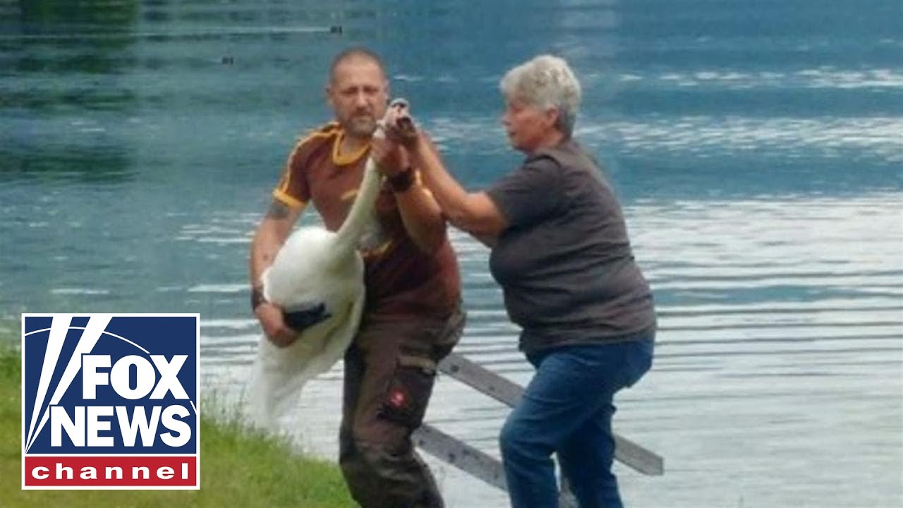 Gay swans fight to protect their nest