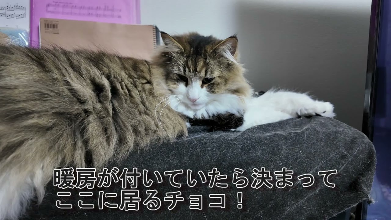 【3匹の日常】猫って直接の風嫌いじゃなかったっけ？！