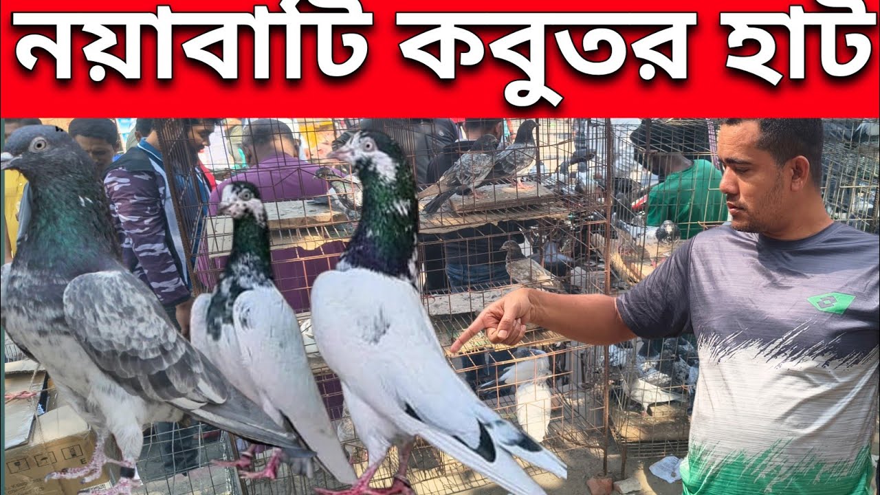 নয়াবাটি হাটখুলনা High Flyer কবুতর হাট | Kabootar Cast#pigeon #pigeonhouse!#kabutar #kabootar 