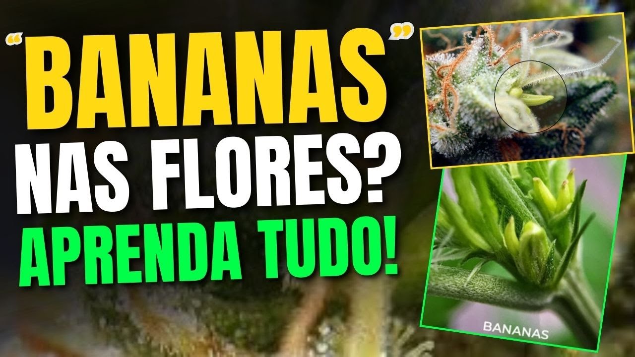 DESCUBRA: O que LEVA uma PLANTA virar HERMAFRODITA?