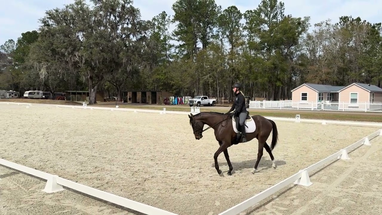 Flint Schooling Dressage Show 2/3/26 (Scored a 31)