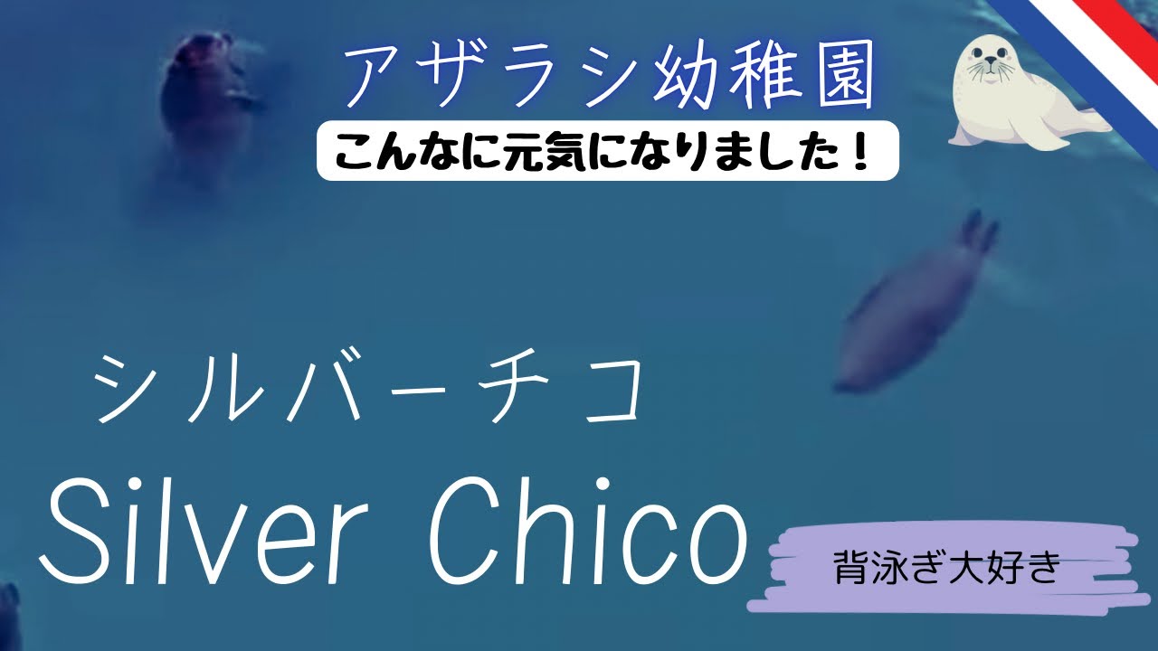 [アザラシ幼稚園切り抜き]縦横無尽に泳ぐシルチコちゃん。