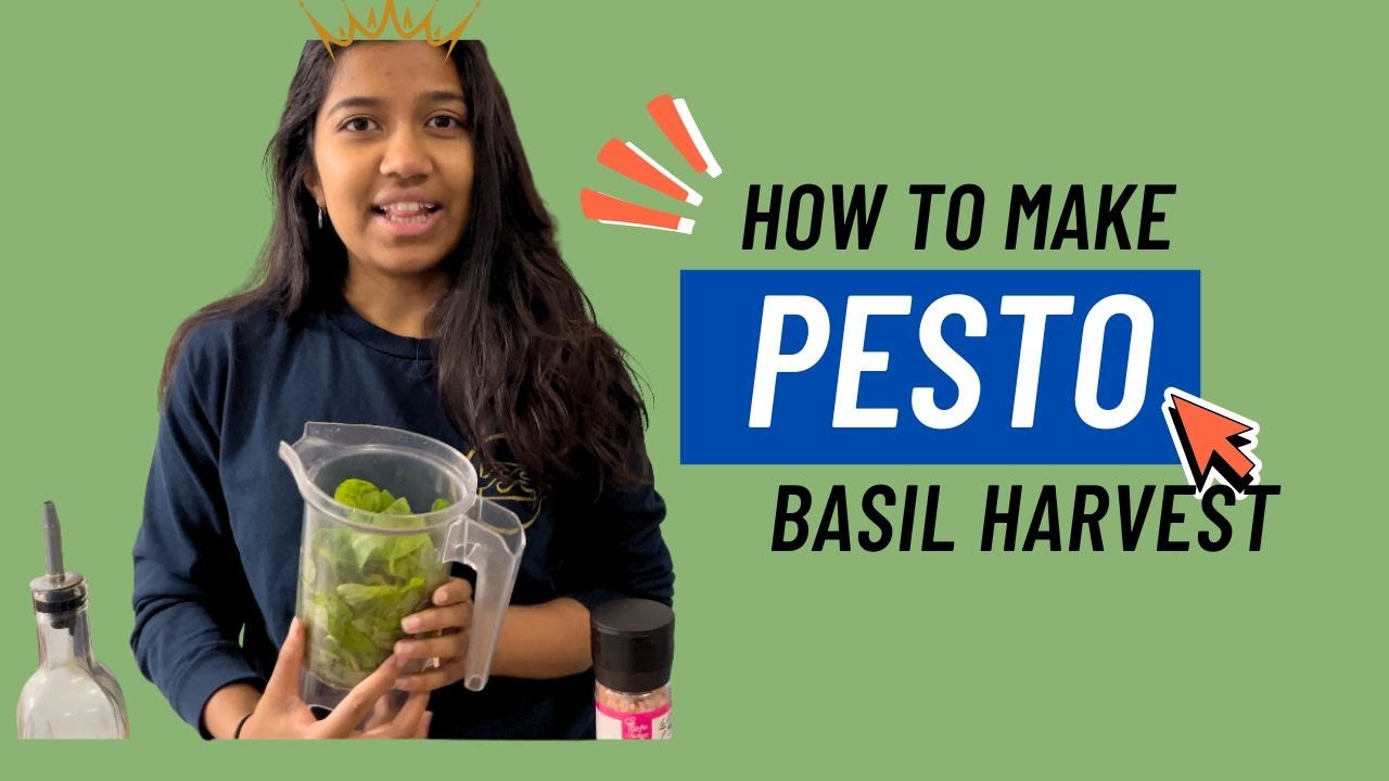 Basil Harvest & Recipe for Home Made Pesto