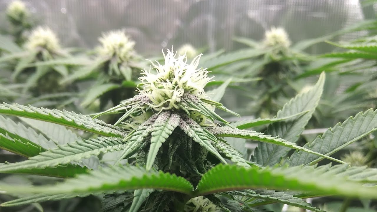 Week 3 of flower under Mars Hydro SP250