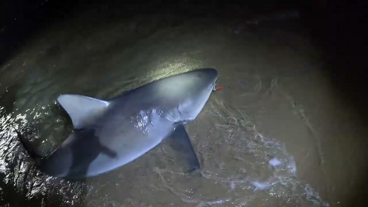 Sydney 2026 Bull Shark Season is in full swing. They all seem to be XL this year! 