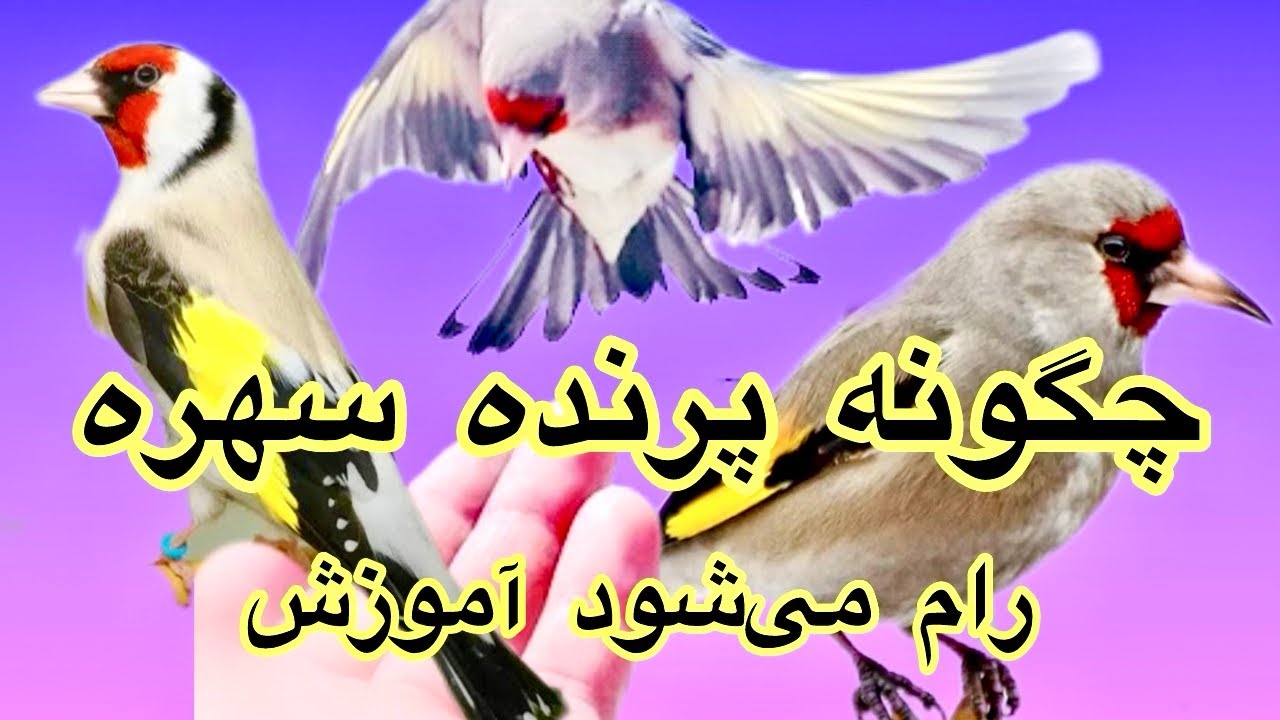 چگونه پرنده سایره رام می‌شود دوستان شوقی درویدیو ببینید