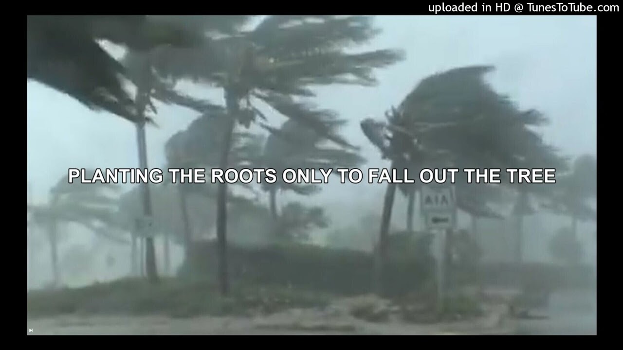 Planting the Roots Only to Fall Out the Tree (my version)