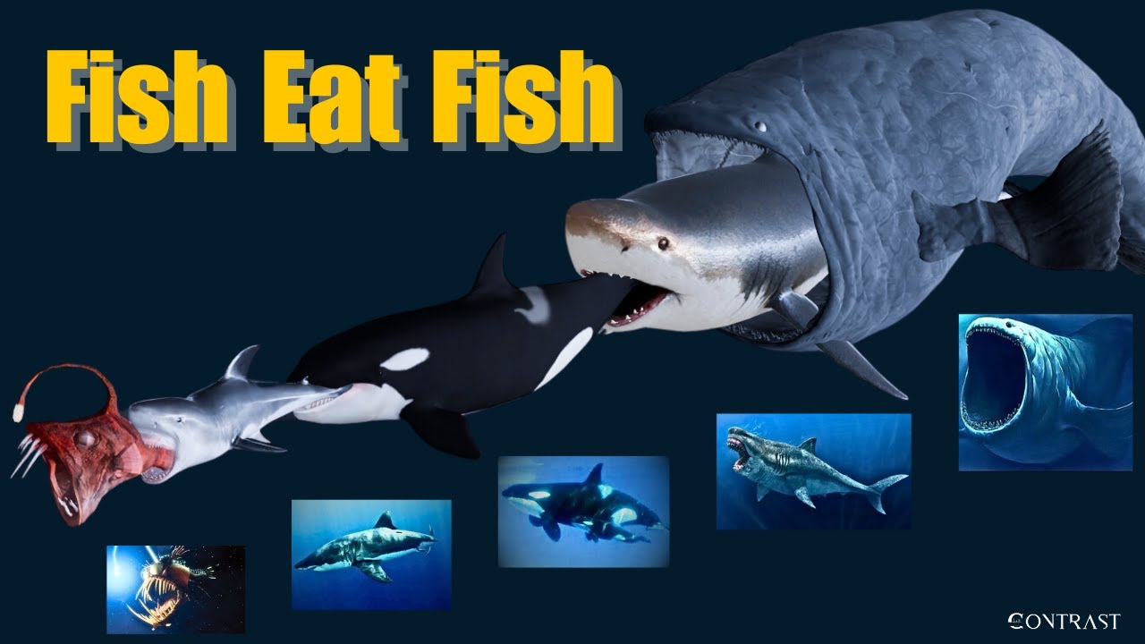 Fish Eat Fish | 3D Animation Comparison