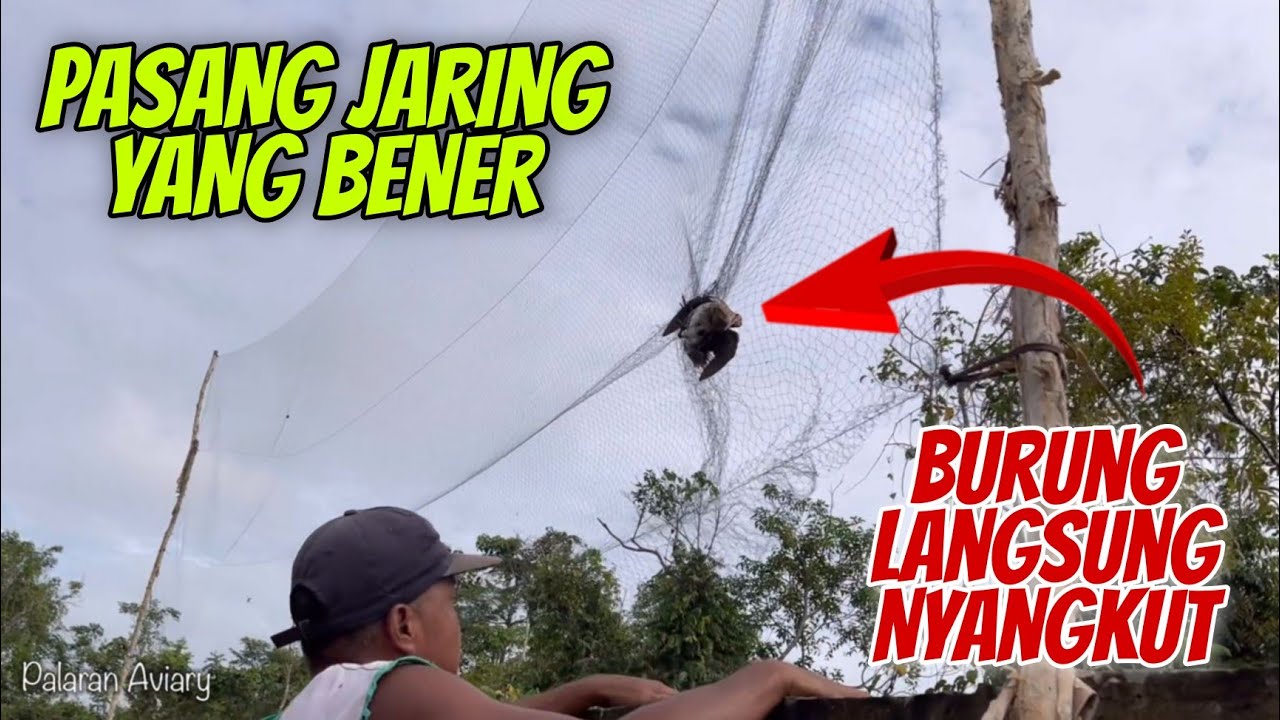 Cara memasang Jaring Burung yang Benar langsung Nyangkut