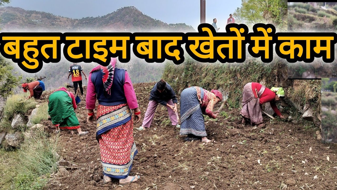 ||बहुत टाइम बाद खेतों में काम करने शादी से पहले की यादें ताजा हो गई||पहाड़ी लाइफ स्टाइल ब्लॉग||