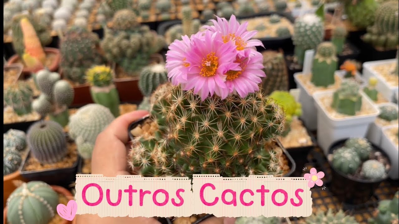 Outros Cactos,Vasos e Substrato 🌵