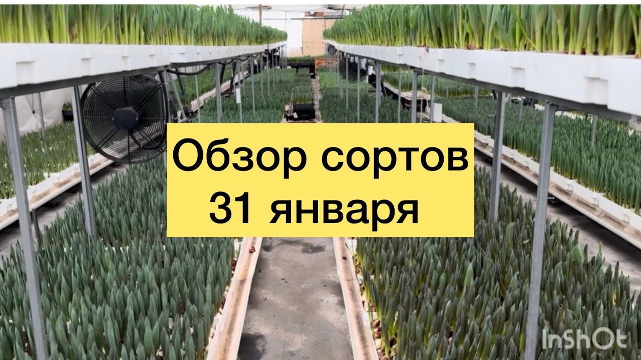 ОБЗОР СОРТОВ. 31 января. Выгонка тюльпанов к 8 марта