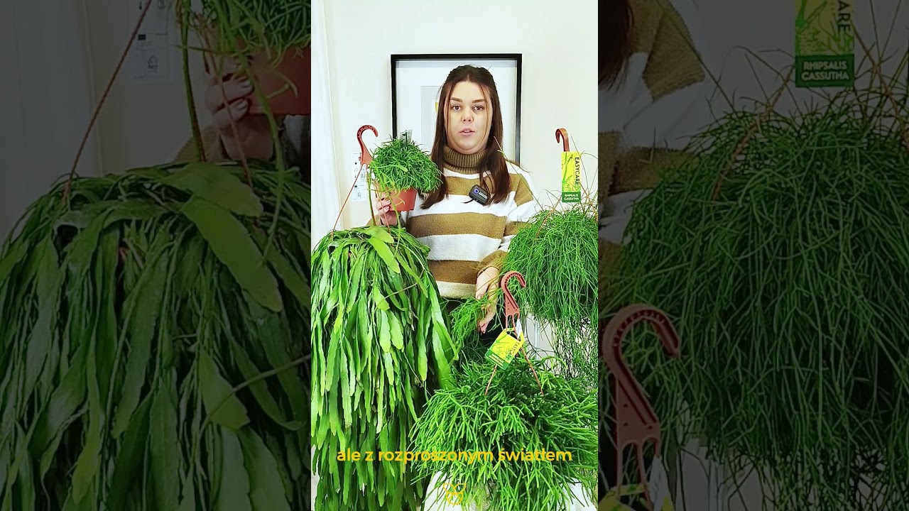 Rhipsalis - wymagania i uprawa egzotycznej rośliny 