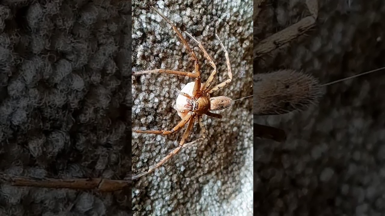 Huntsman Spider Carrying Her Egg Sack | short video 
