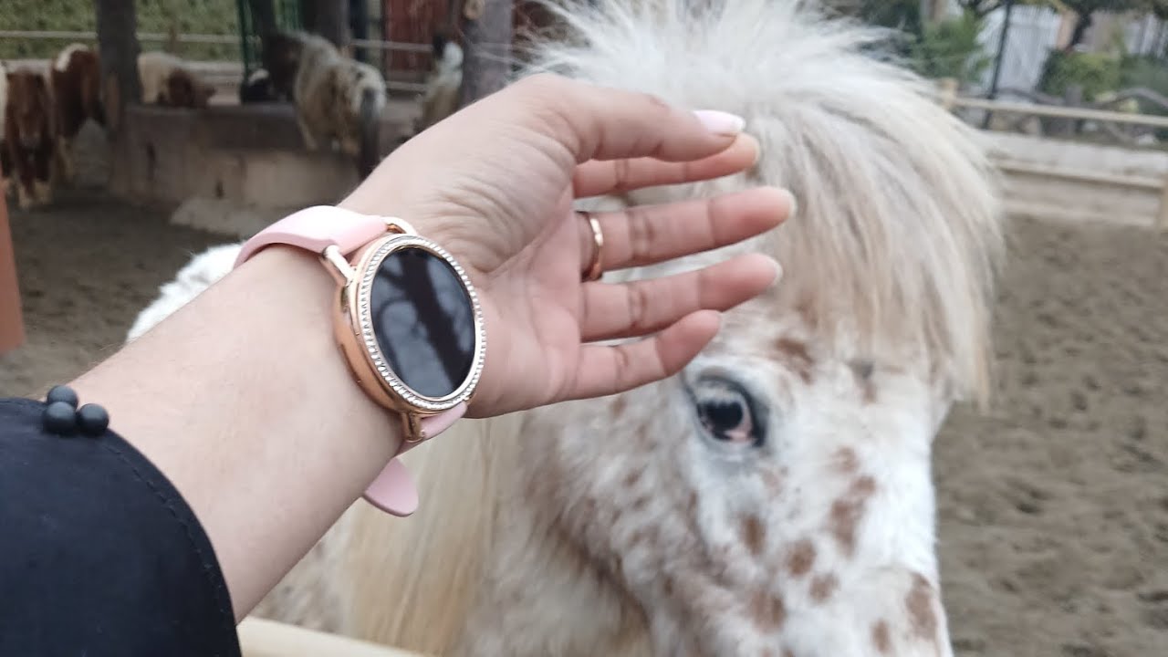 Trip  multi zoo taxla #viralvideo #animals #viralvideo #zoo 