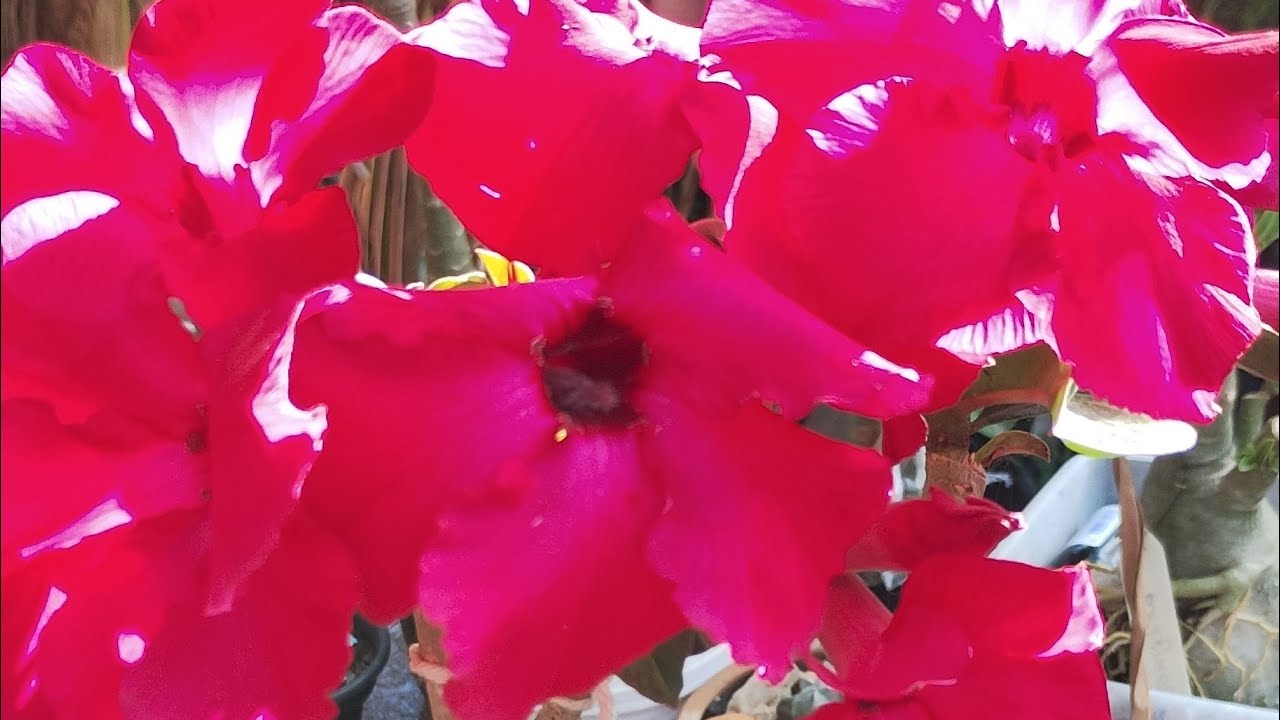 OLÁ PESSOAL BOM DIA VAMOS VER FLORES 🌺🌺