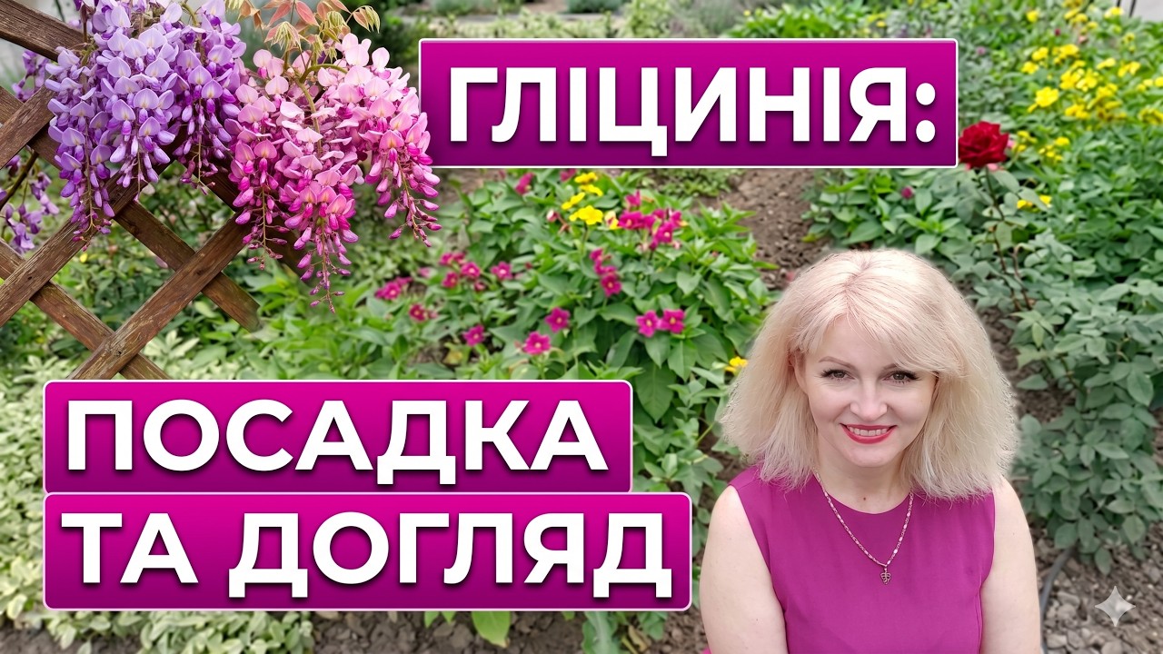 Як садити гліцинію 🌸 Як виростити вістерію від посадки до цвітіння