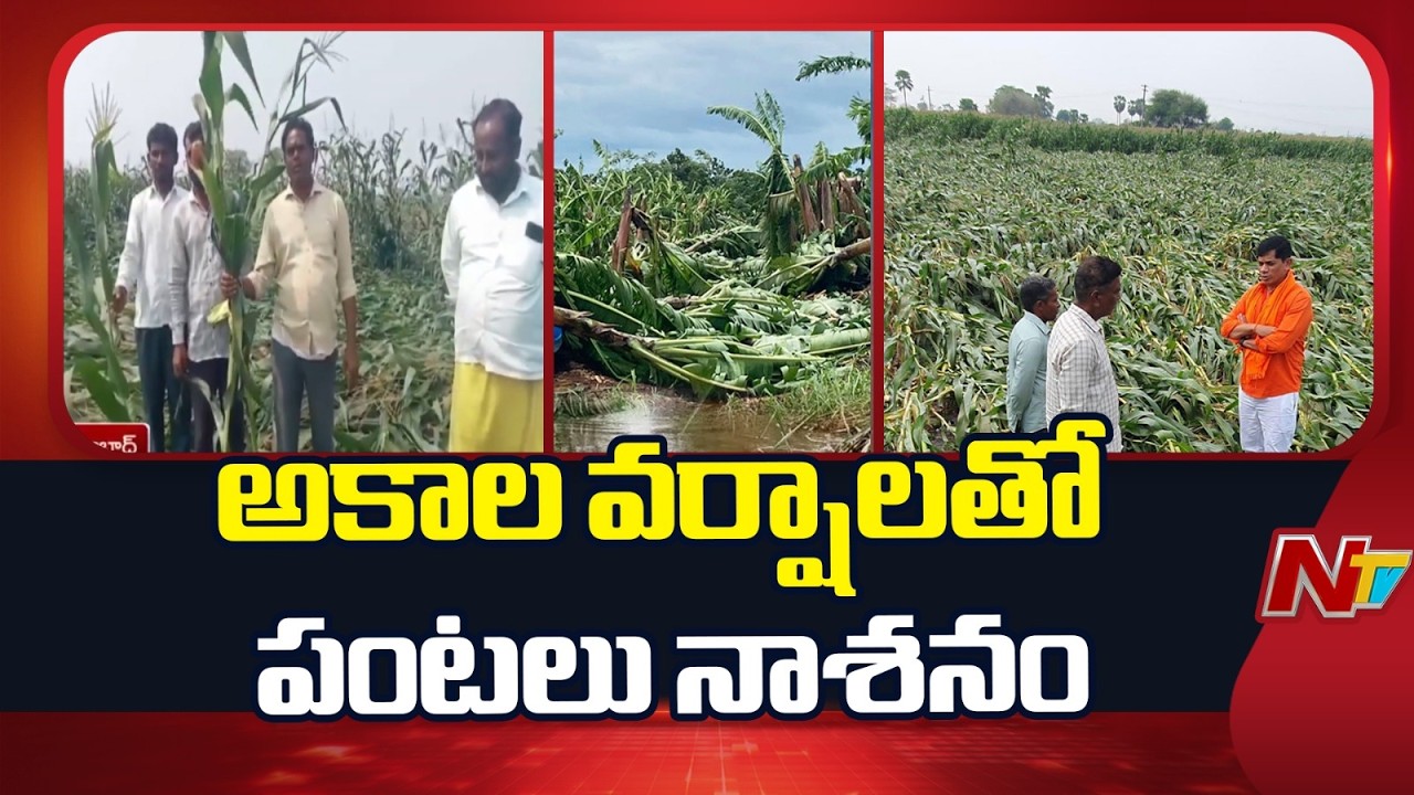 ఉమ్మడి ఆదిలాబాద్ జిల్లాలో తీవ్రంగా దెబ్బతిన్న పంటలు | NTV Telugu
