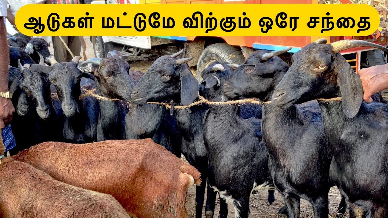 Goat Market in Athiyur | வெள்ளாட்டு சந்தை | ஆட்டு சந்தை | UZHAVAN TV