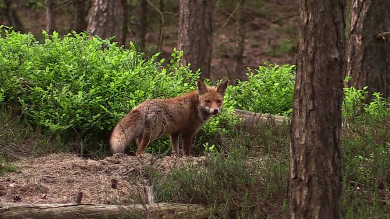 Evening Visitors, Veluwe Movie