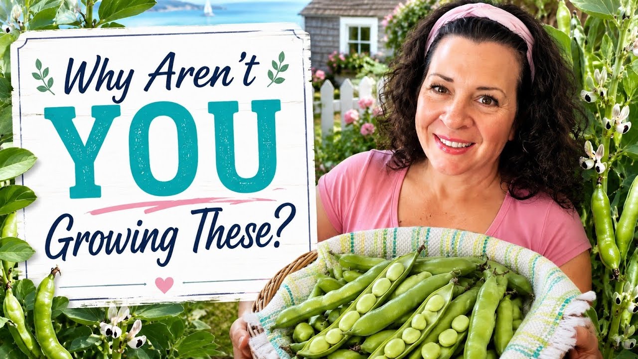 How to Grow Broad Beans: The Most Underrated Crop in the Garden 