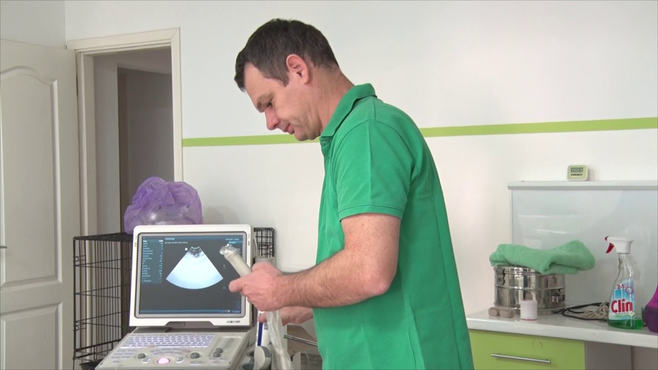 LAZAREVAC - veterinarska ambulanta Petvet - reportaža