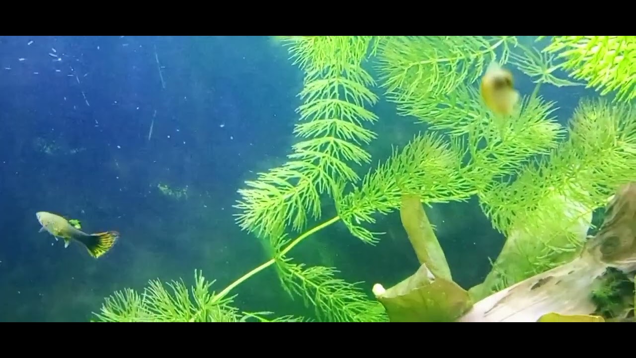 Guppy ( гуппи )