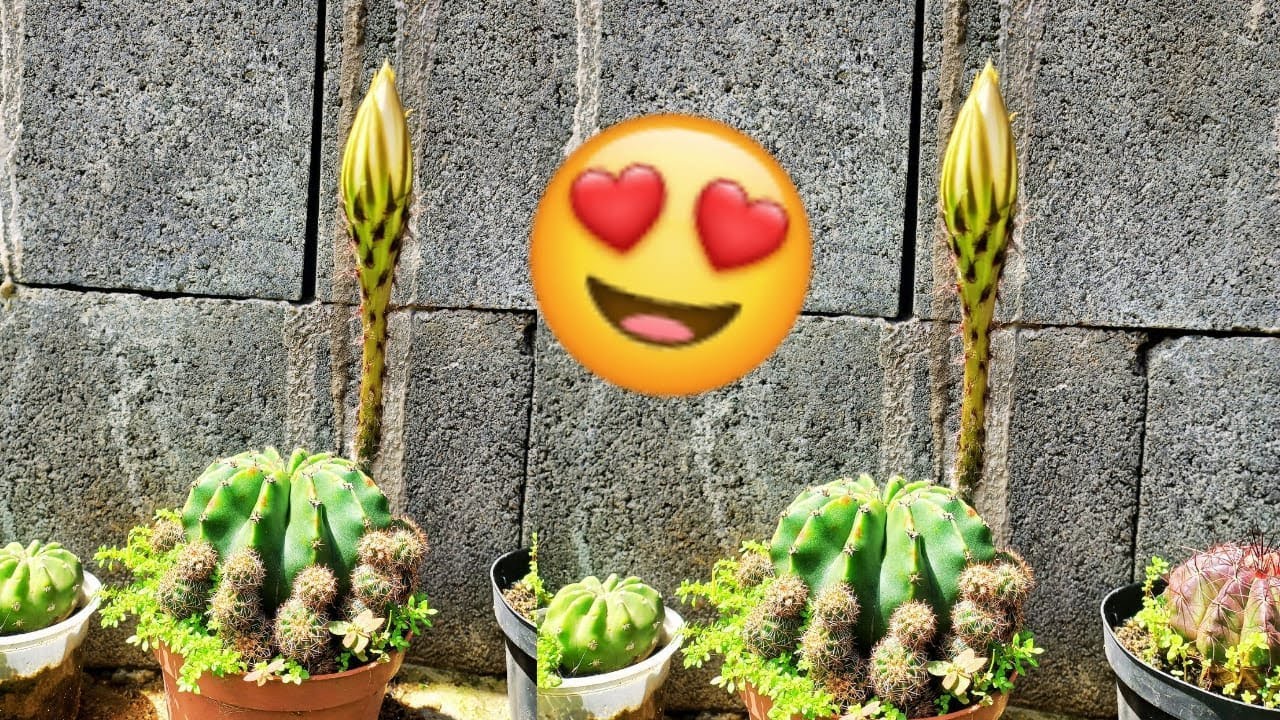 A FLORA&Ccedil;&Atilde;O MAIS ESPERADA DO ANO: O ENCANTO DO CACTO ECHINOPSIS