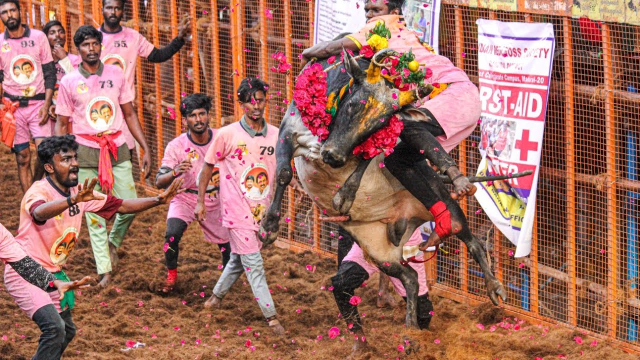 Avaniyapuram Jallikattu 2025 Best Bulls Videos | அவனியாபுரம் ஜல்லிக்கட்டு 2025 சிறந்த காளைகள் Videos