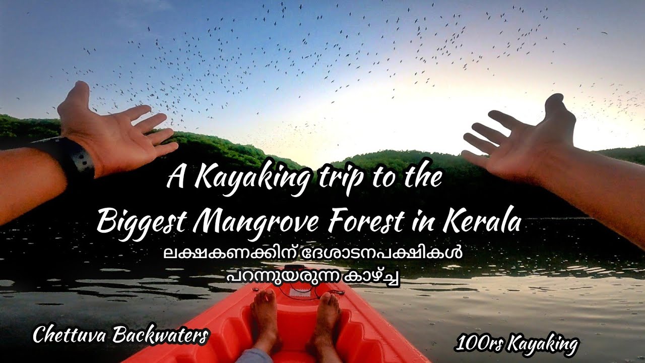 Nalumanikattu Kayaking Tour | Chettuva Mangrove forest | Chavakkad | Places to visit in Thrissur |
