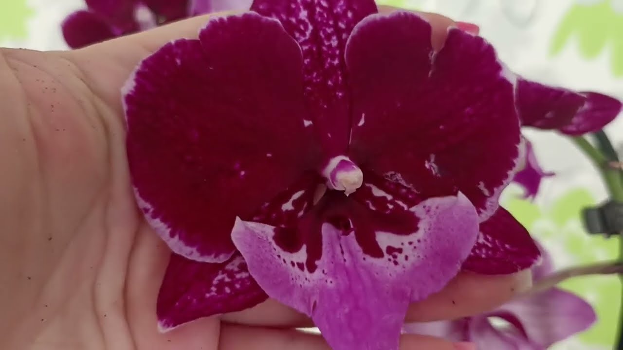 Распаковка капризного сорта орхидеи Биг липа. Качество не очень...