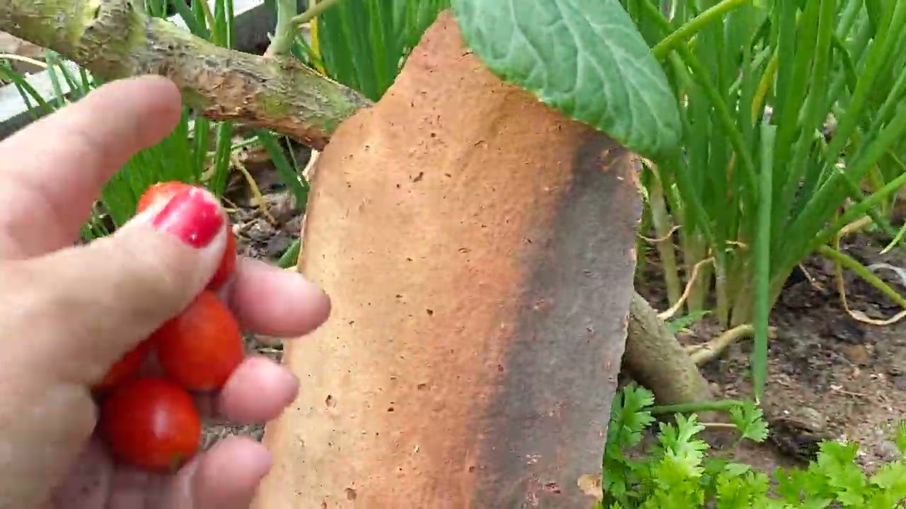 Depois  do Carnaval, vamos  para o quintal, rotina. 
