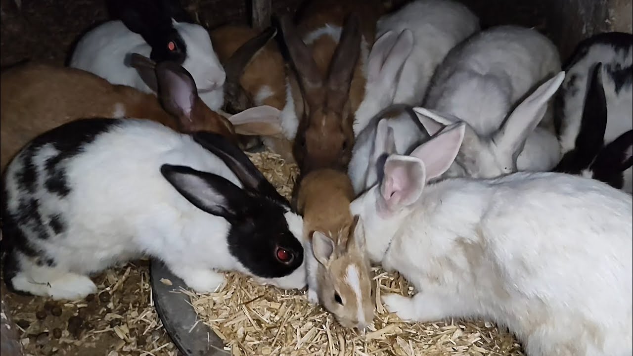 Rabit ke bacchon ki videos #cout baby mast #trending #viral vild #animals marwadi #khargosh sound 