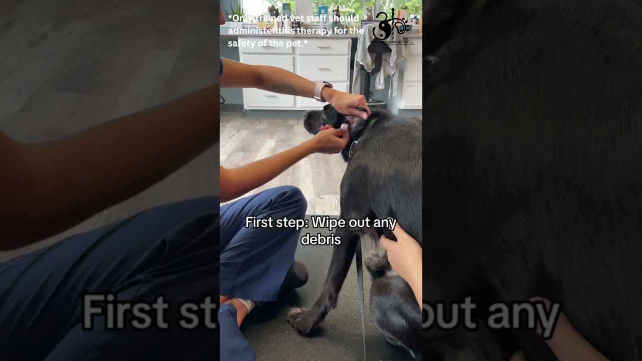 Ozone Therapy For Dogs: Natural Treatment for Ear Infection #shorts
