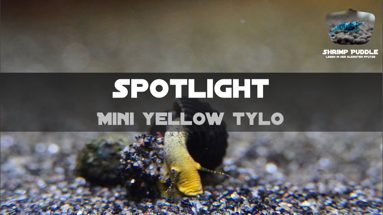 MINI YELLOW TYLO SPOTLIGHT