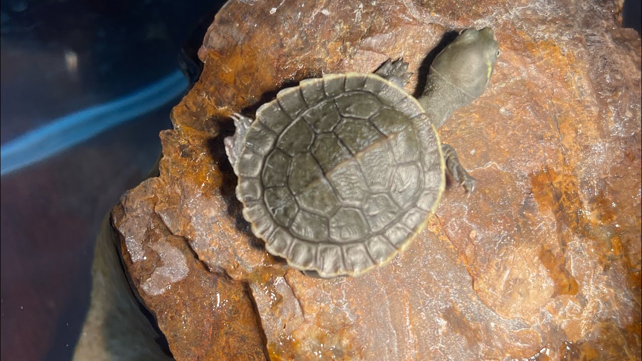Turtle Timelapse