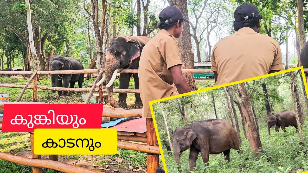 നമുക്ക് ഒന്ന് മുത്തങ്ങ കാട് കയറിയല്ലോ | A complete review of present muthanga wild life activites