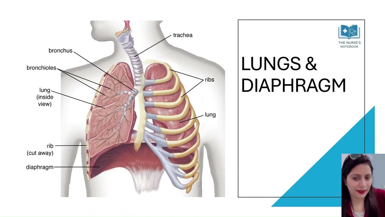 “Lungs and Diaphragm Explained | Easy Anatomy for Students”