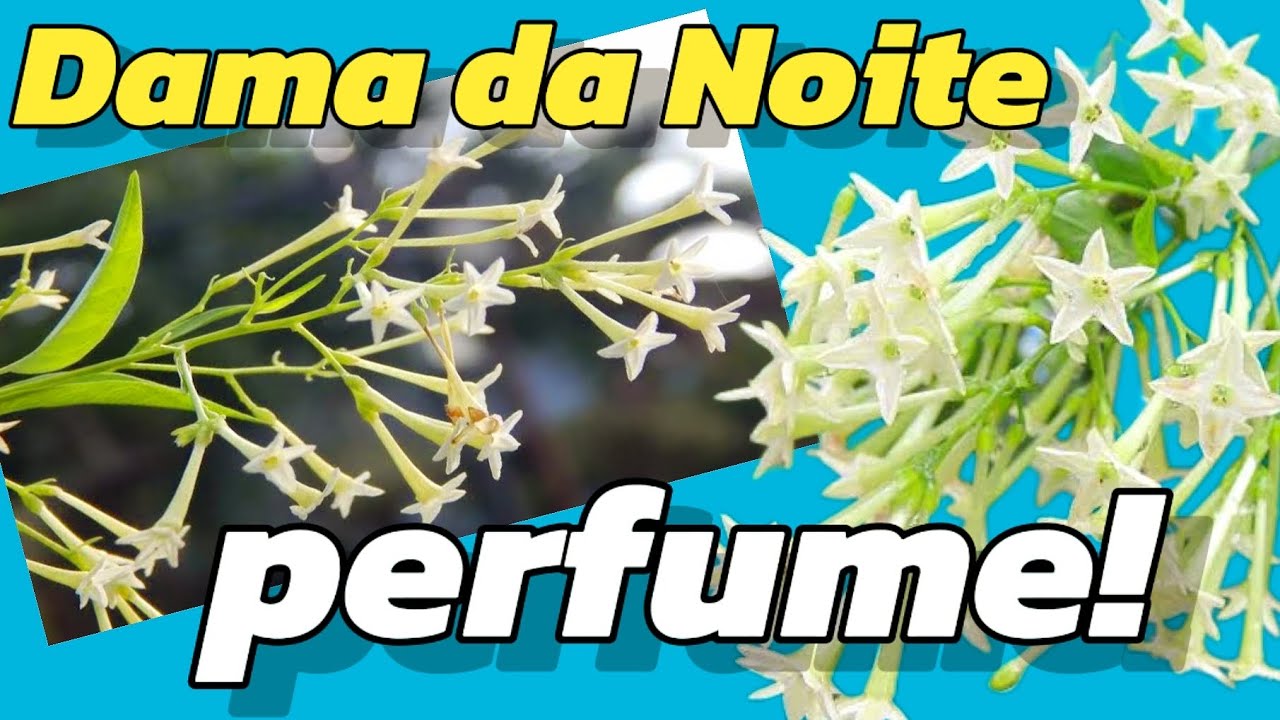 CUIDADOS com a DAMA da NOITE : TUDO SOBRE essa planta PERFUMADA!