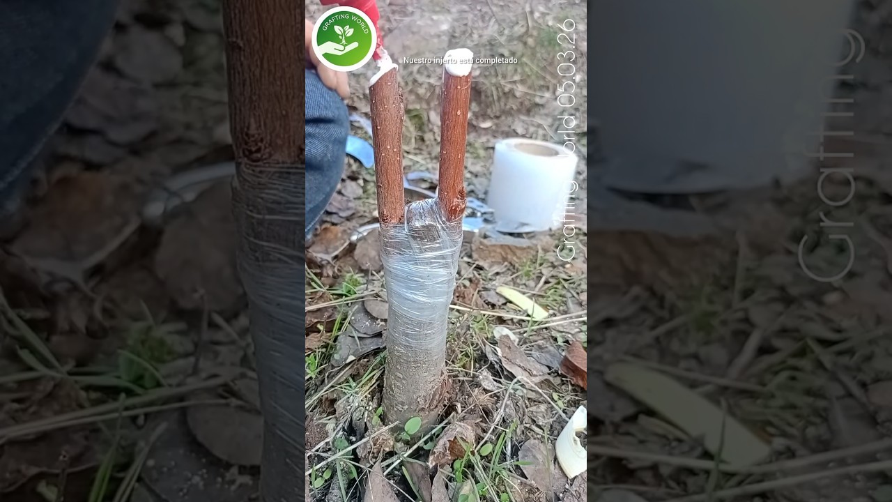 C&oacute;mo hacer un injerto de cerezo correctamente