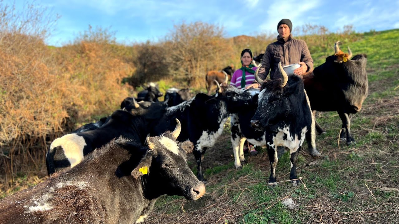 Повседневная работа кочевников: подача соли коровам и дезинфекция телят